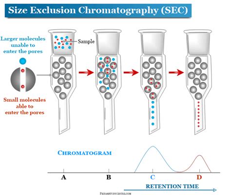 size exclusion chromatography.